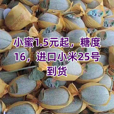 晓蜜25哈蜜瓜甜瓜市场直供价格优惠欢迎咨询