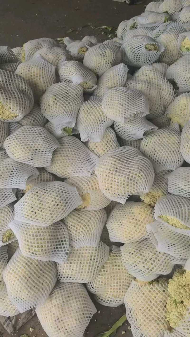 松花菜，散花，松花，有机菜花，咸阳有机花，陕西松花，三原
