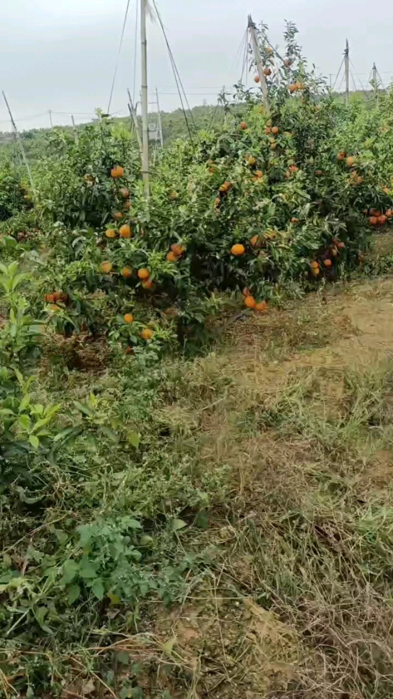 沃柑广西沃柑精品发货日供万吨量大从优价格合理