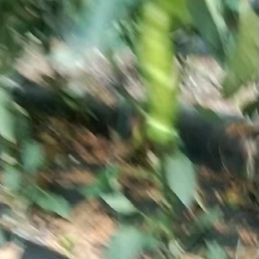 尖椒和螺丝椒每天大量上市中