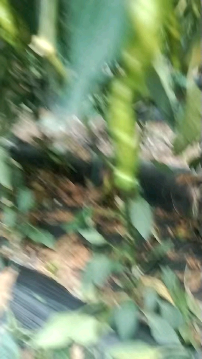 尖椒和螺丝椒每天大量上市中