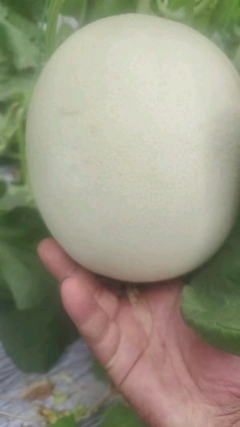 【热销】冰清玉姑甜瓜大量上市品质保障甜度高耐运输产地发货