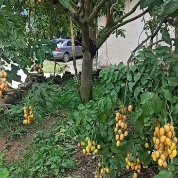 广西无籽黄皮，工厂货和精品大量上市，需要的联系