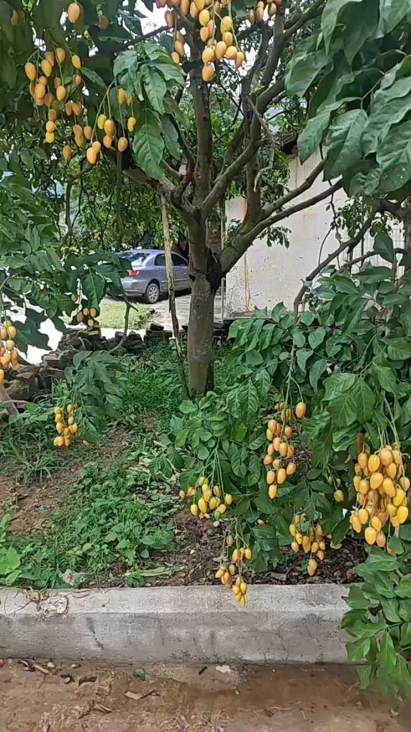 广西无籽黄皮，工厂货和精品大量上市，需要的联系