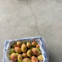 红香酥梨产地直供脆甜多汁细腻无渣货源充足