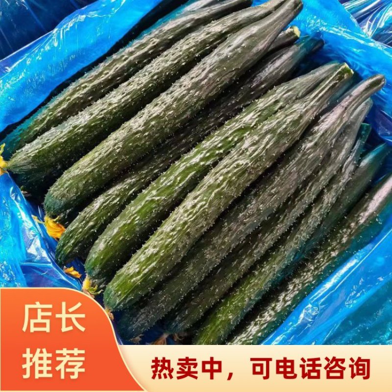 鲜花干花黄瓜都有河南安阳滑县产地直销密刺黄瓜大量有货
