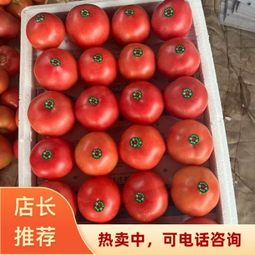 河南安阳滑县精品西红柿硬粉西红柿产地一手货源可批发