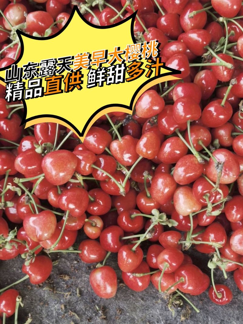 樱桃山东露天美早大樱桃精品货源产地直供品质保障