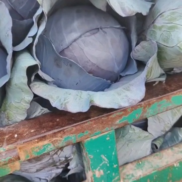 紫甘蓝大量上市中产地直供质量保证货源充足