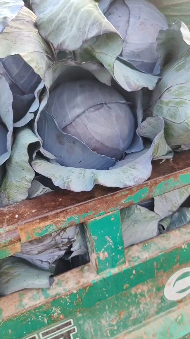 紫甘蓝大量上市中产地直供质量保证货源充足