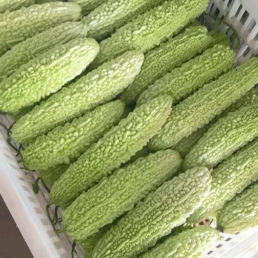 青苦瓜，白苦瓜大量有货，支持视频看货论价。