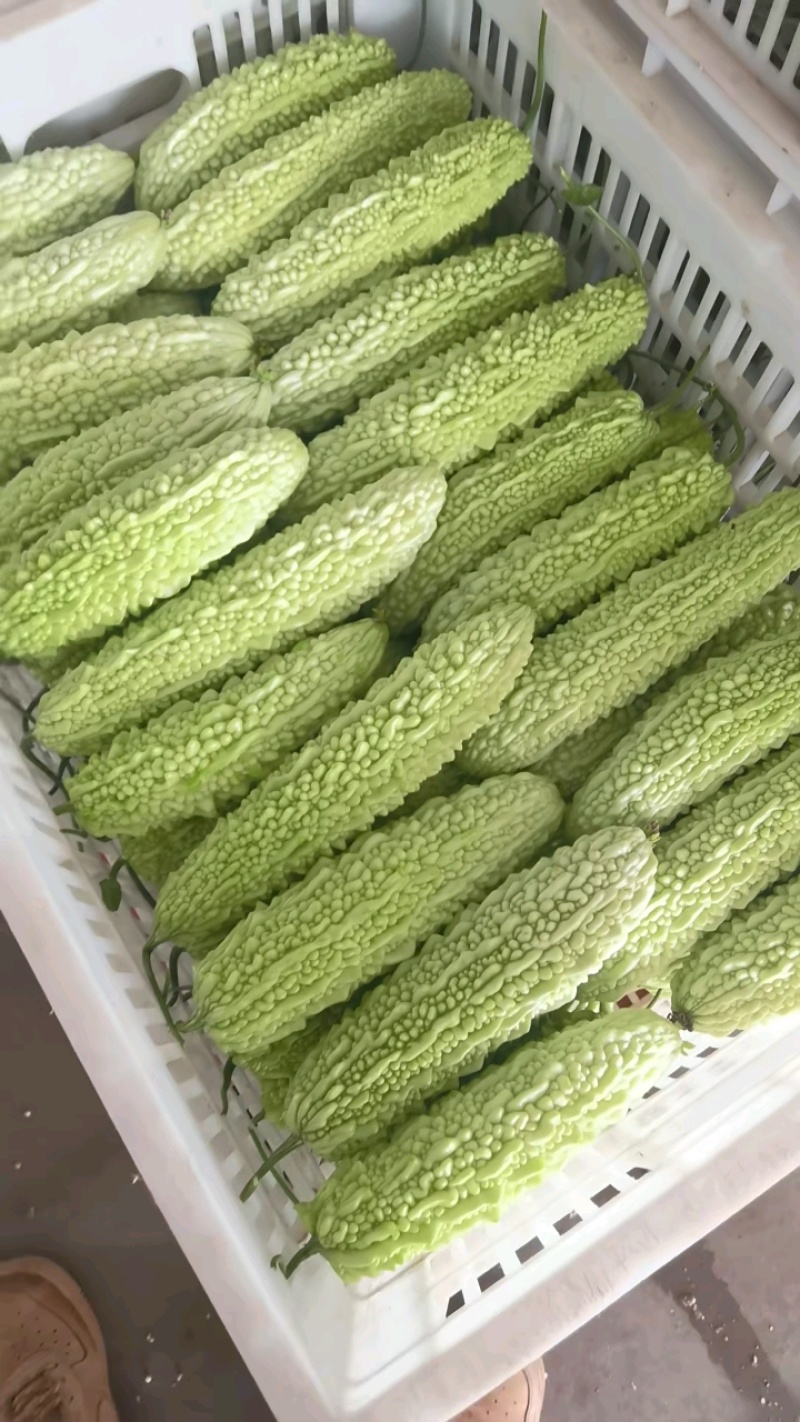 青苦瓜，白苦瓜大量有货，支持视频看货论价。