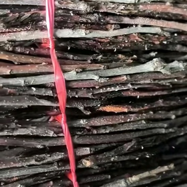 金蝉活苗，金蝉种苗，活体金蝉孵化基地，成活率高，种植方便！