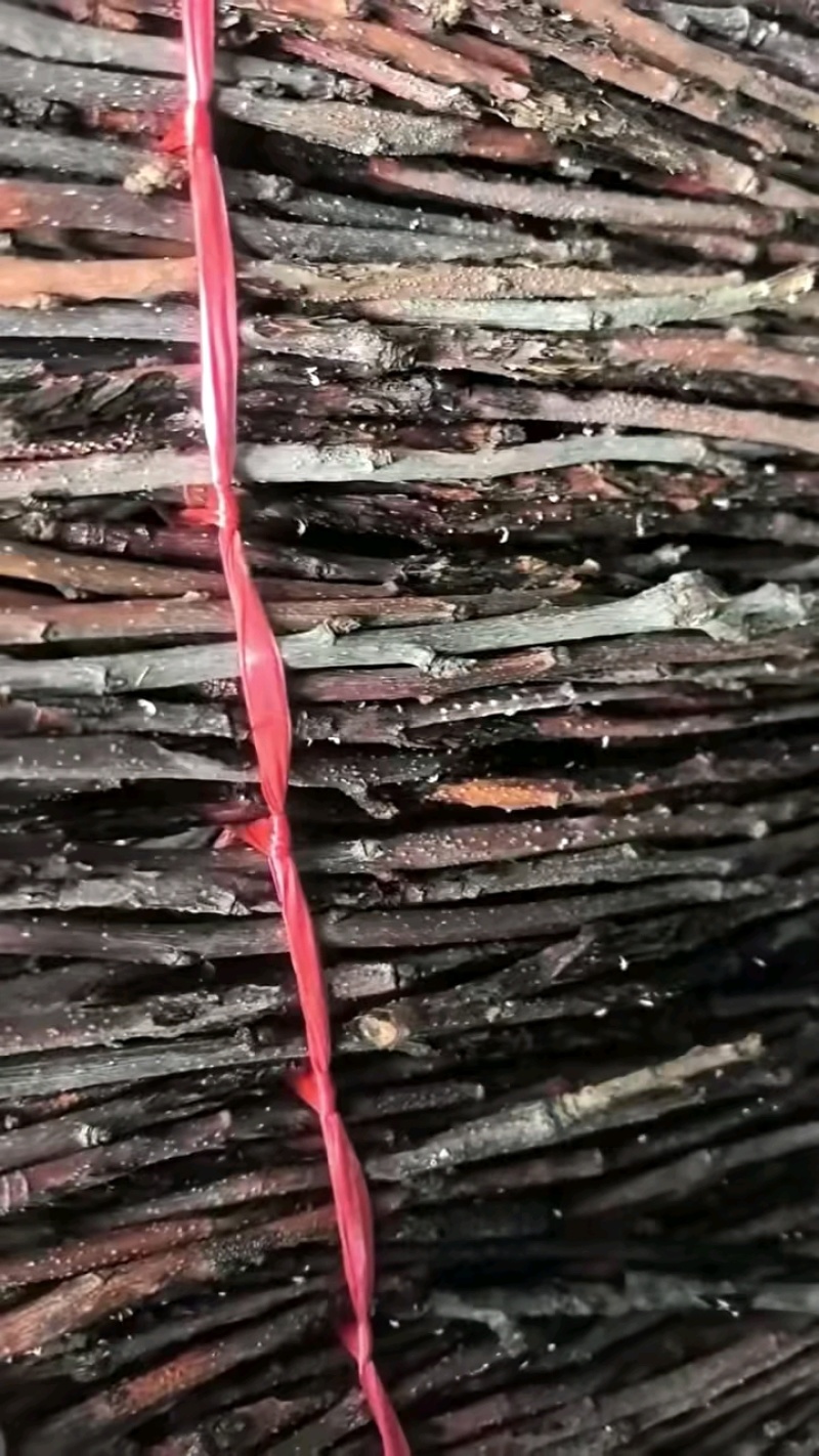 金蝉活苗，金蝉种苗，活体金蝉孵化基地，成活率高，种植方便！