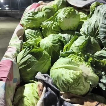 聊城圆包菜一毛二，硬度高整车发货！