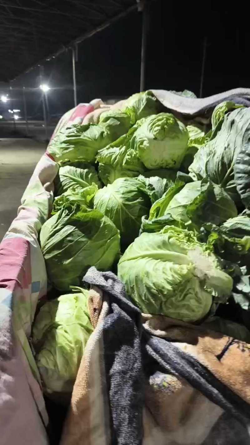 聊城圆包菜一毛二，硬度高整车发货！