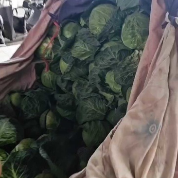 邯郸甘蓝大量到货，收货价0.35元起