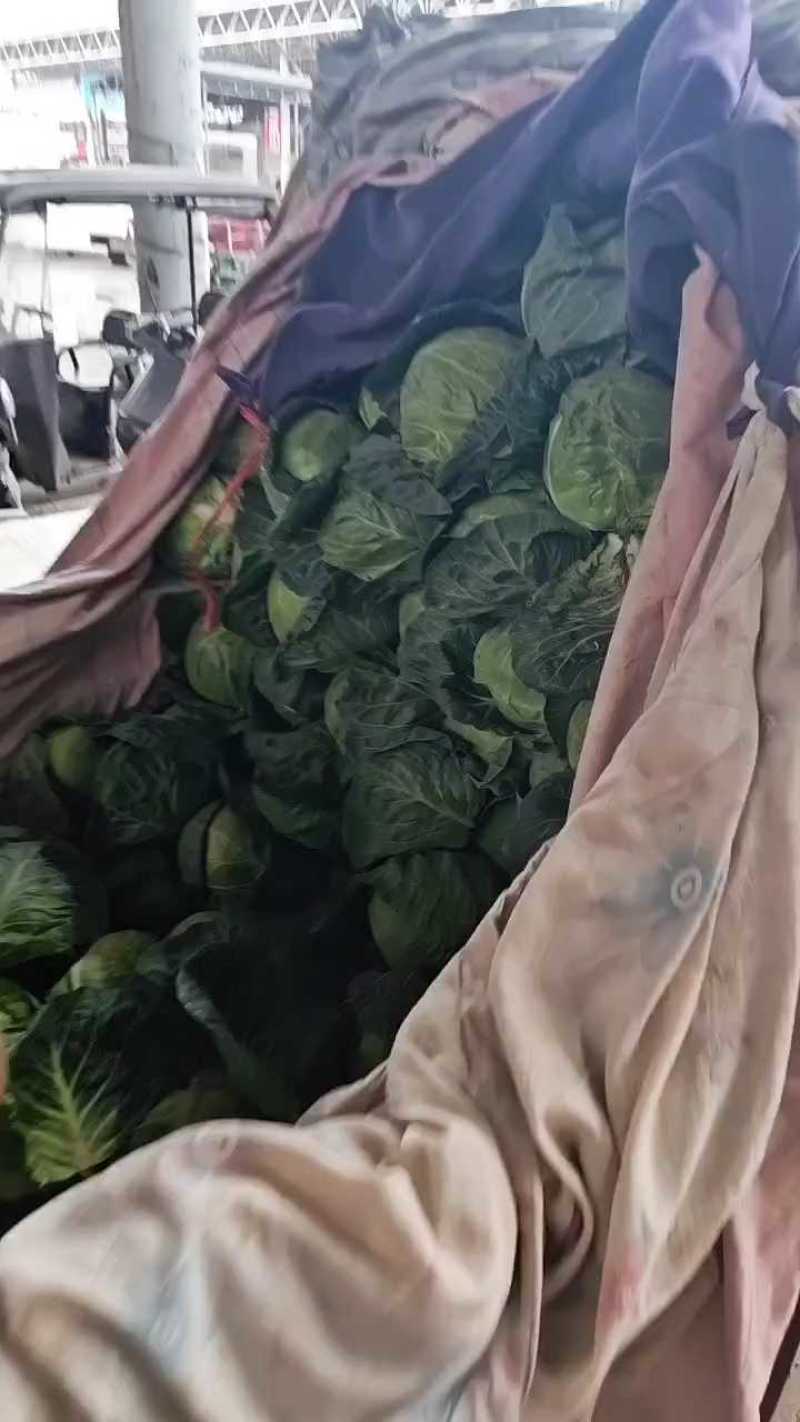 邯郸甘蓝大量到货，收货价0.35元起