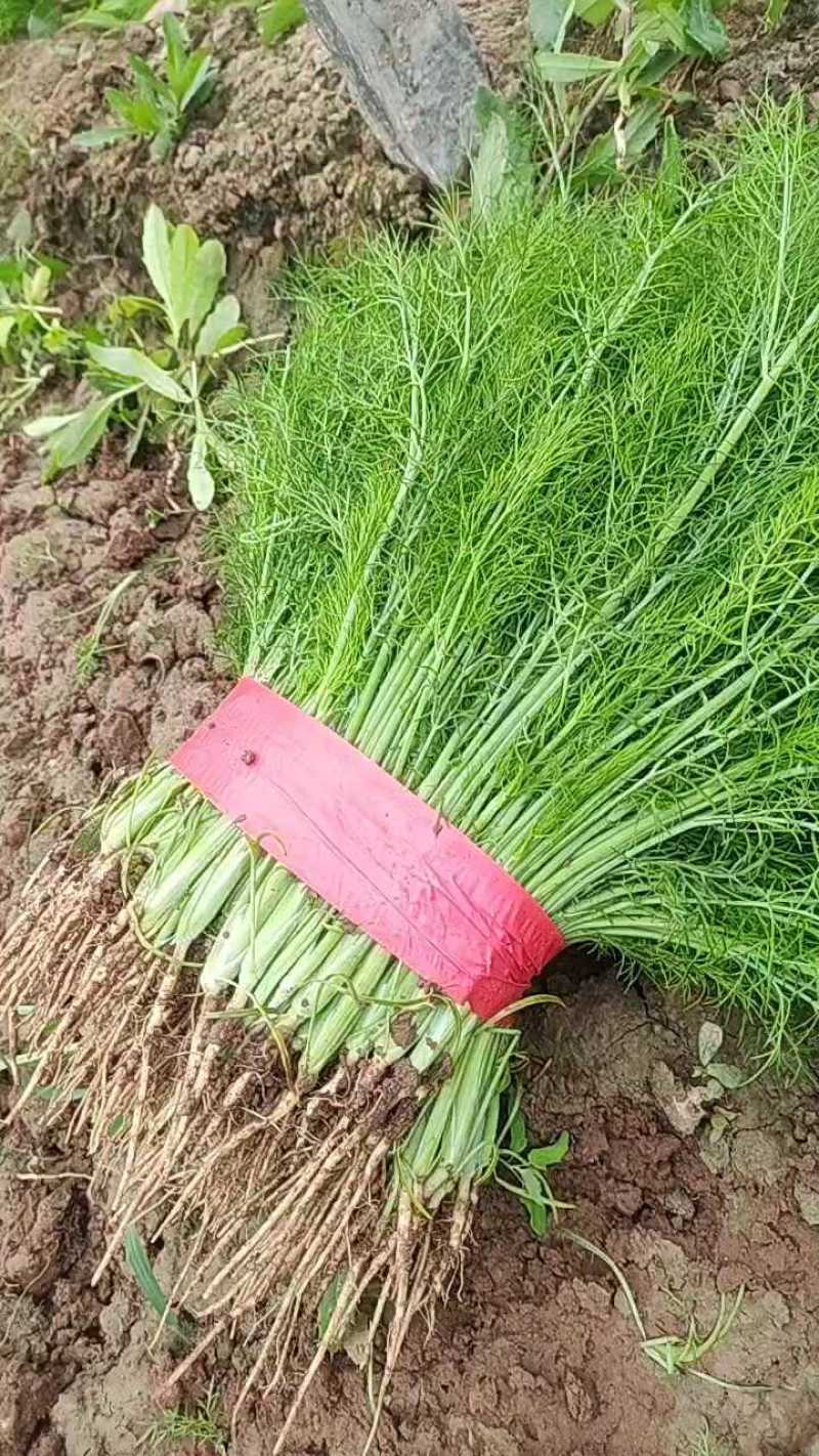 茴香一年四季供应可发全国有大棚产地发货质量可靠