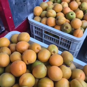 杏金太阳杏凯特，一手货源，对接电商，批发市场超市加工厂