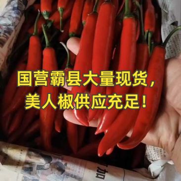 云南精品美人椒，中转到商丘，大量现货供应，对接电商，市场