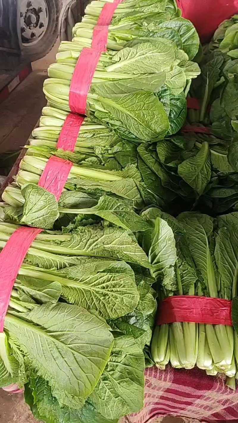 小白菜全年供应小白菜走市场脱水场有冷库有大棚可发全国