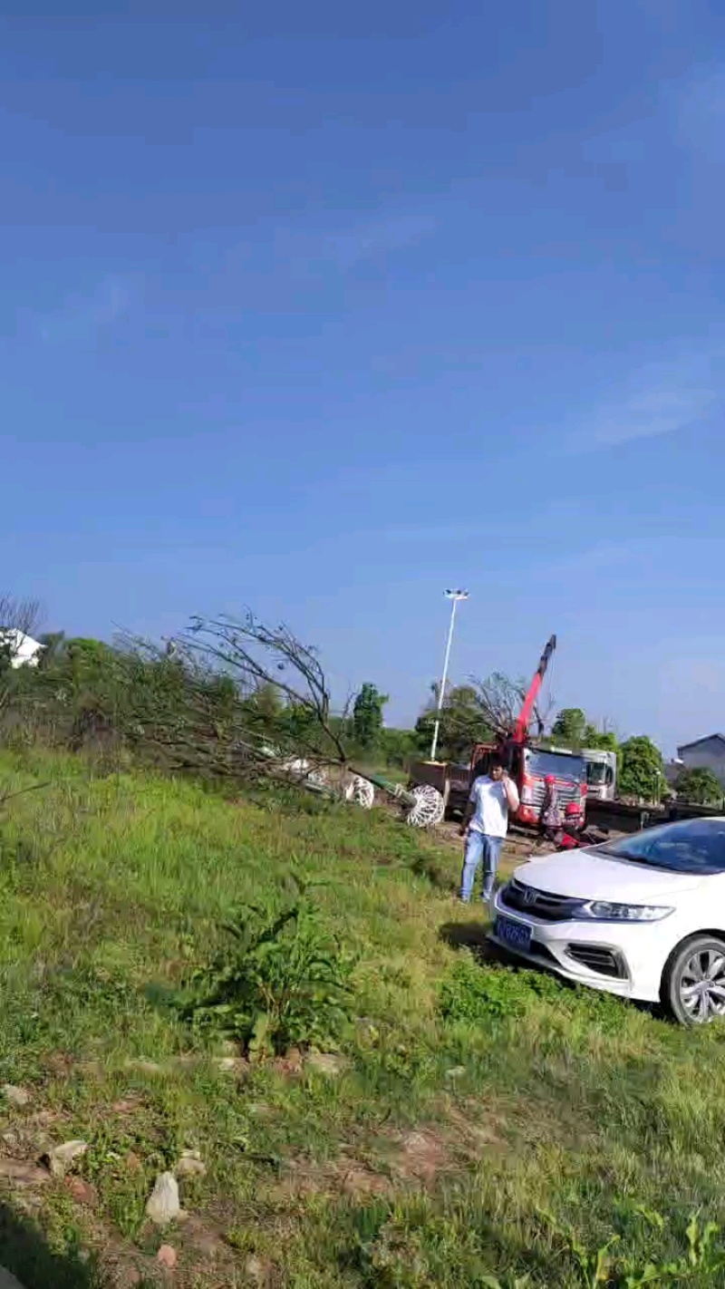 五宝香樟装车中，全国发货！