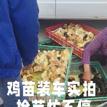 青脚麻鸡苗,红瑶土鸡,土鸡黑瑶,包运输包成活率