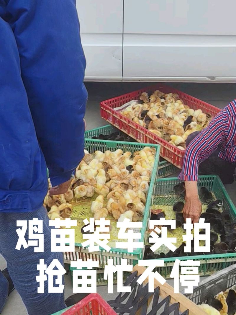 青脚麻鸡苗，红瑶土鸡，土鸡黑瑶，包运输包成活率
