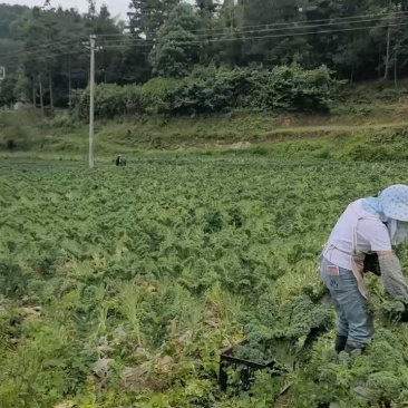 羽衣甘蓝