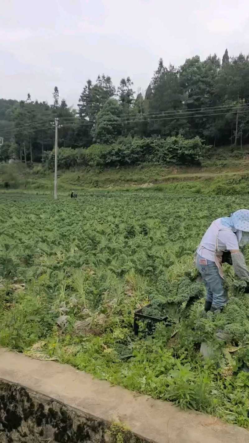 羽衣甘蓝