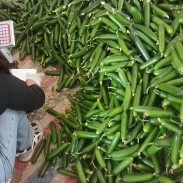商丘黄瓜/水果黄瓜/小黄瓜-现摘现发产地直发品质好