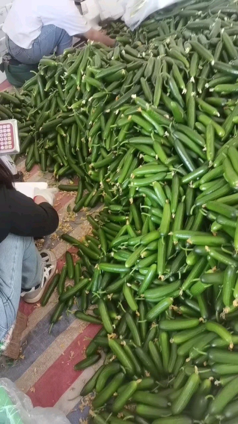 商丘黄瓜/水果黄瓜/小黄瓜-现摘现发产地直发品质好