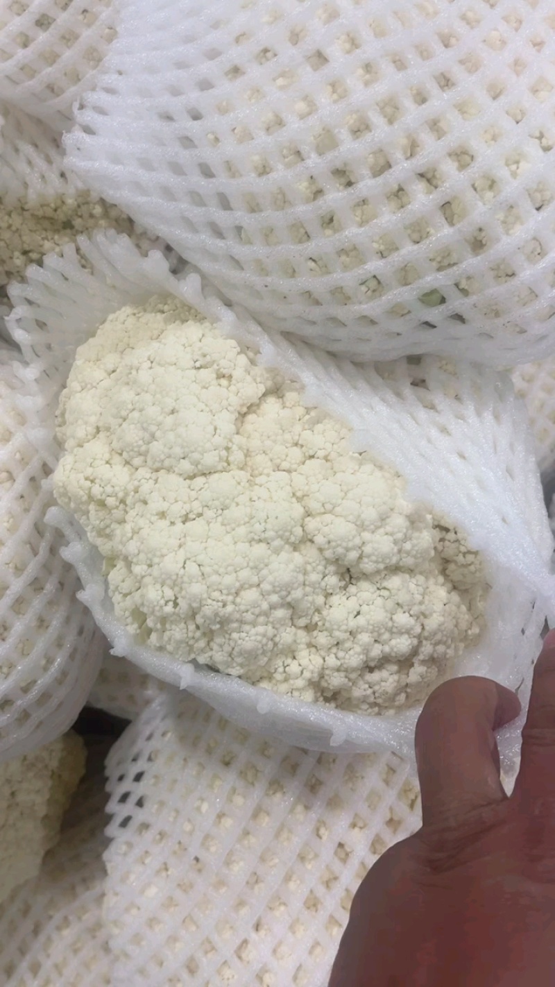 松花菜，散花，松花，有机菜花，咸阳有机花，陕西松花，三原