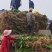 优质大叶黄杨苗