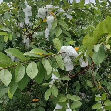 广东化州番石榴产地直发，一手货源，长期有货