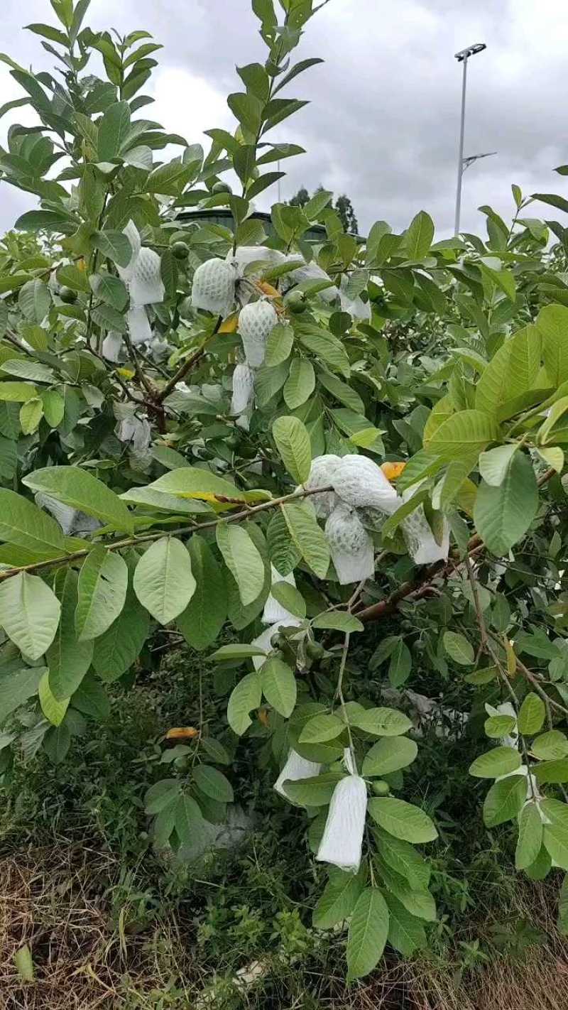 广东化州番石榴产地直发，一手货源，长期有货