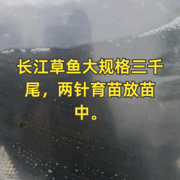 大量出售草鱼苗草鱼苗批发5--10厘米草鱼苗大小规格齐全