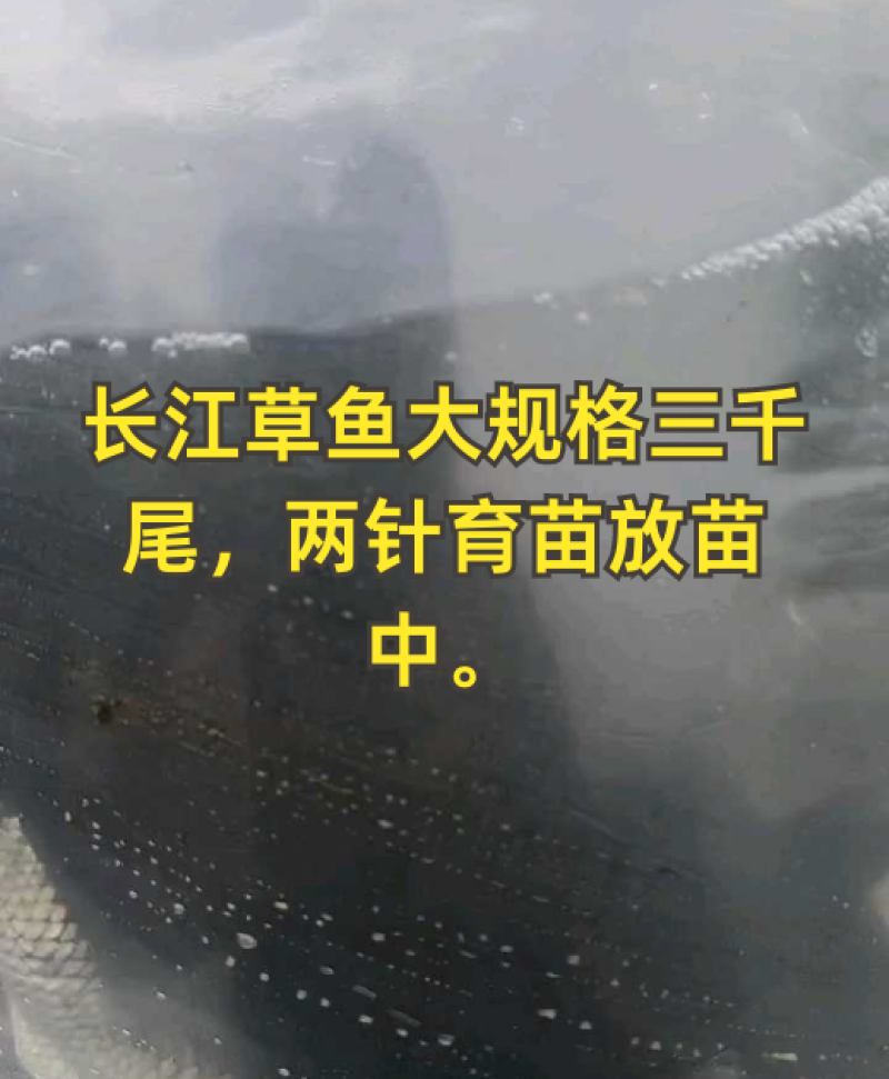大量出售草鱼苗草鱼苗批发5--10厘米草鱼苗大小规格齐全