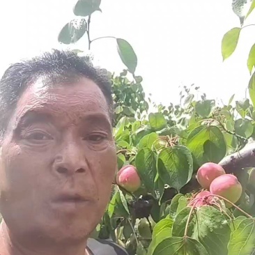 陕西太平红杏大量上市，产地直供，欢迎采购！