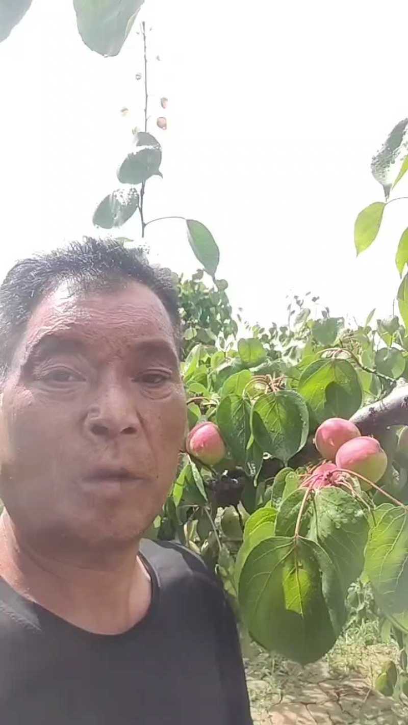 陕西太平红杏大量上市，产地直供，欢迎采购！