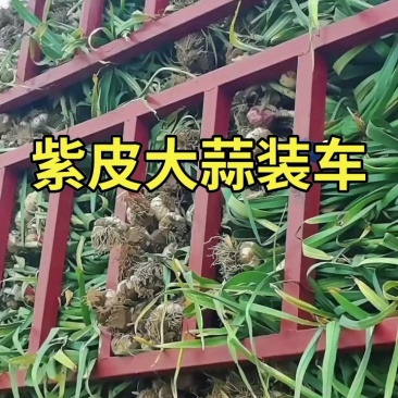 紫皮大蒜大量上市质量好价格低并有专业团队为你服务