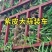 紫皮大蒜大量上市质量好价格低并有专业团队为你服务