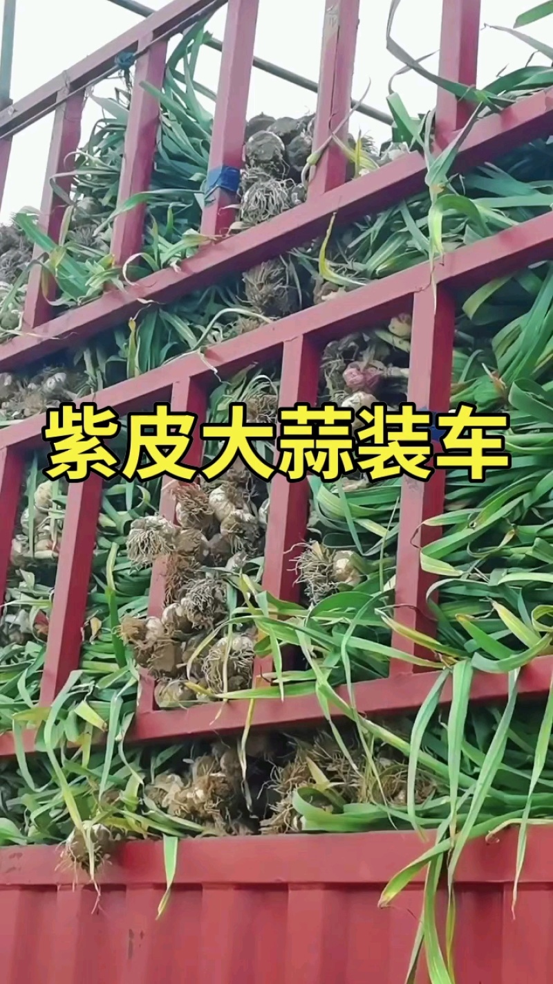 紫皮大蒜大量上市质量好价格低并有专业团队为你服务