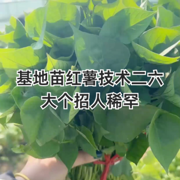 西瓜红大田剪苗