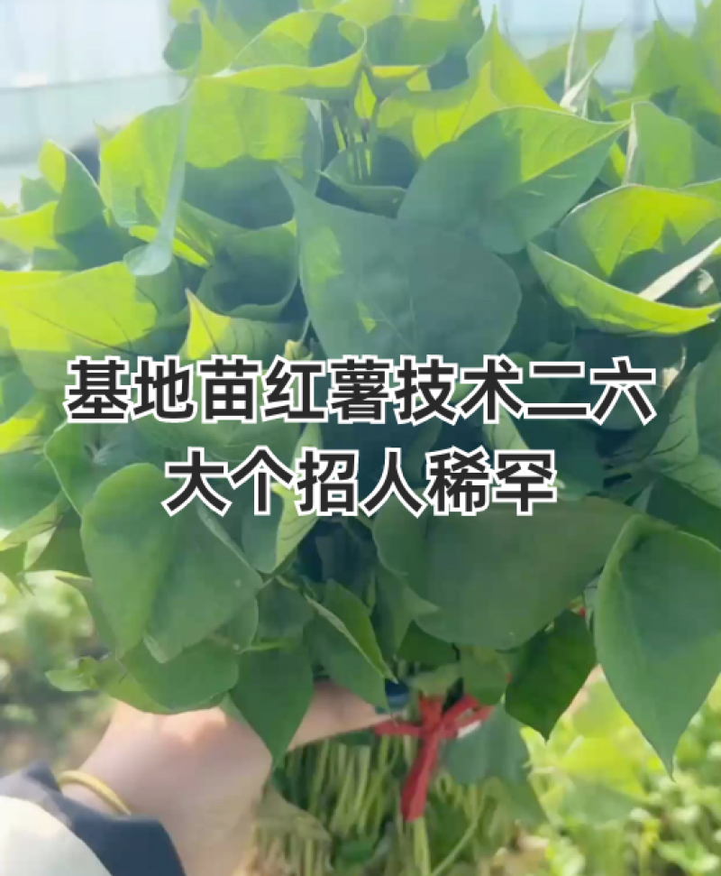 西瓜红大田剪苗
