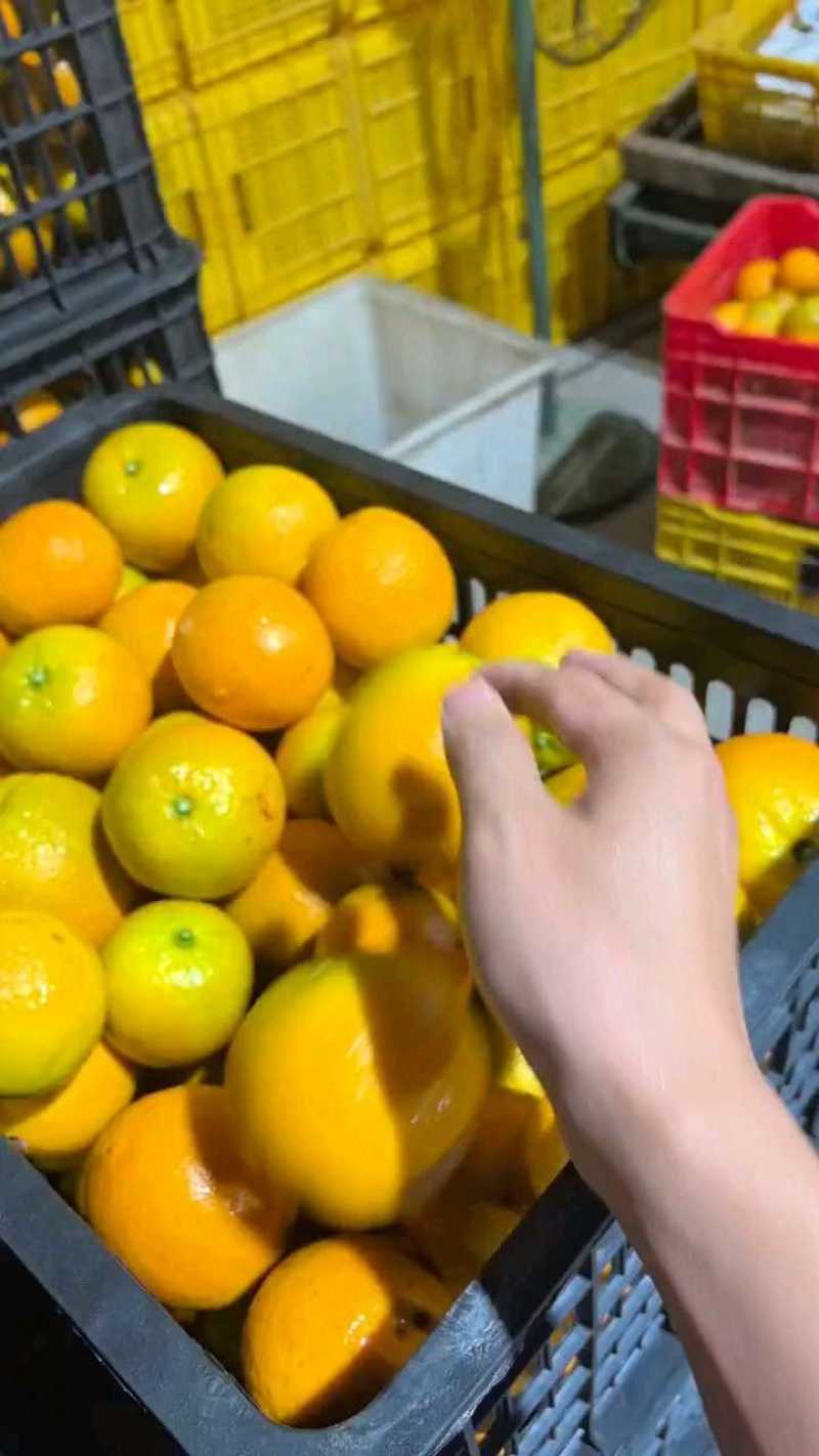 广西现摘夏橙当季新鲜橙子秭归脐橙水果当季脐橙手剥夏橙橙子