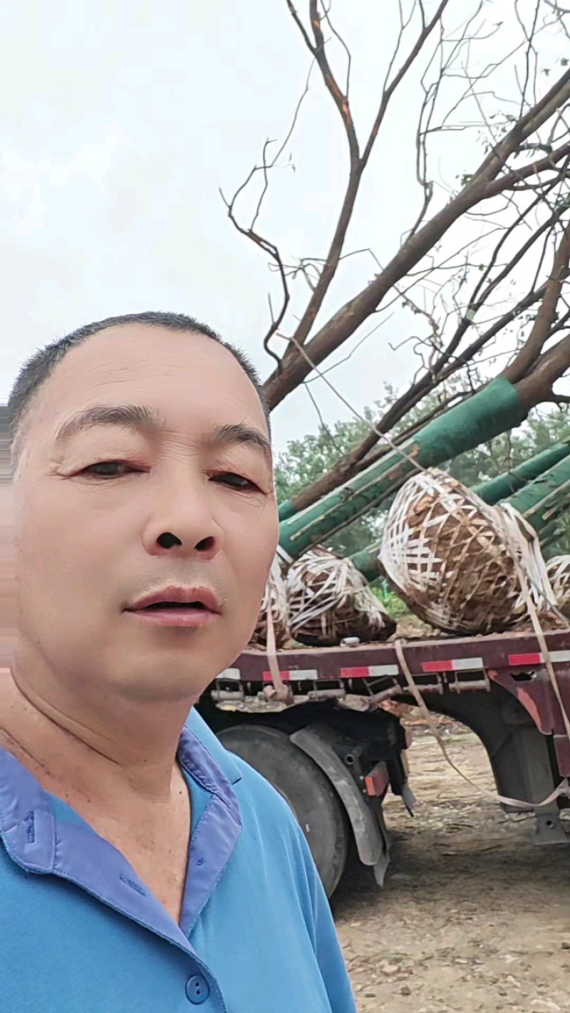五宝香樟装车中，全国发货！
