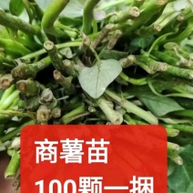 脱毒原种商薯19苗红薯苗全国发货欢迎来电采购洽谈