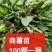 脱毒原种商薯19苗红薯苗全国发货欢迎来电采购洽谈